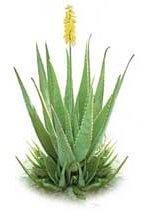 AloeVera