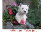 zmijailovic2