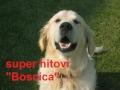 boscica